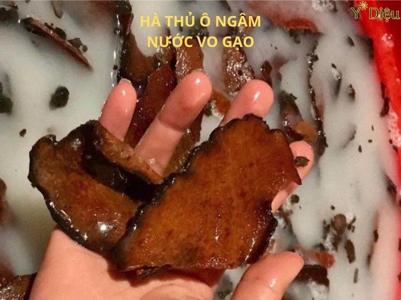 Cây Hà Thủ Ô Đỏ, Đặc Điểm Và Ứng Dụng Trong Y Học Cổ Truyền